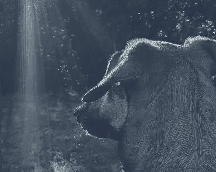 gos
